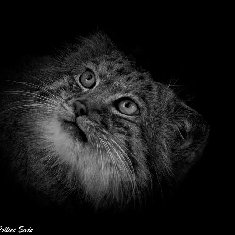 A photograph of Jethro in The Big Cat Sanctuary