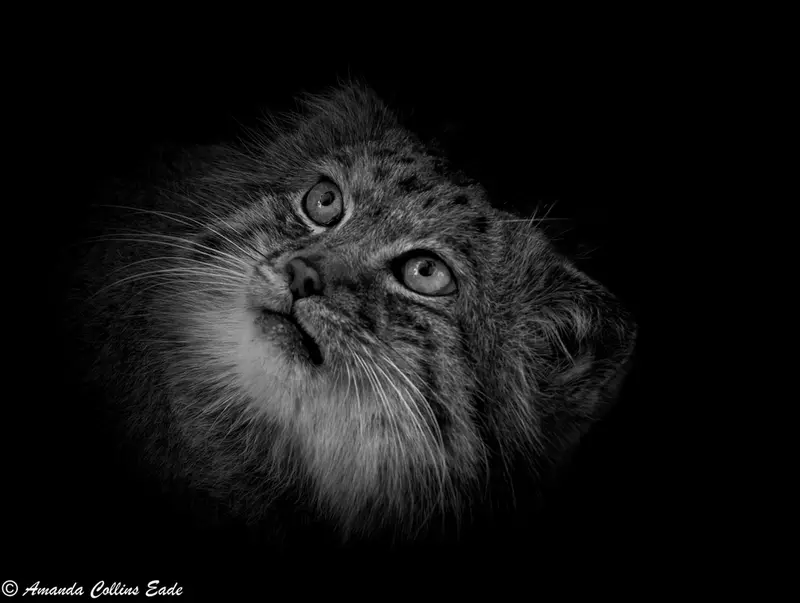 A photograph of Jethro in The Big Cat Sanctuary