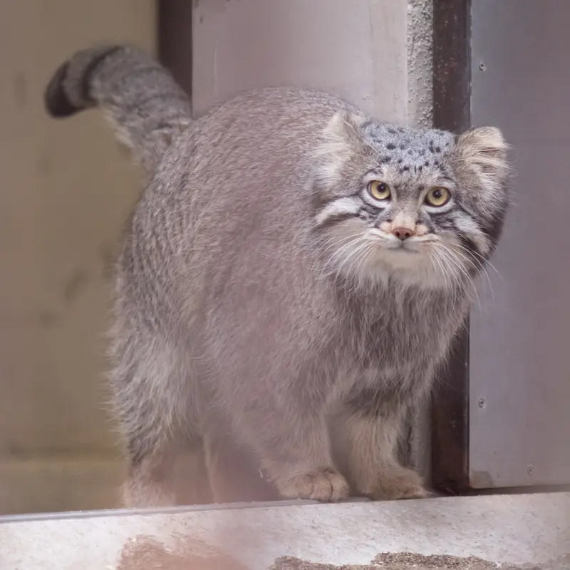 A photograph of Figa in Nogeyama Zoo