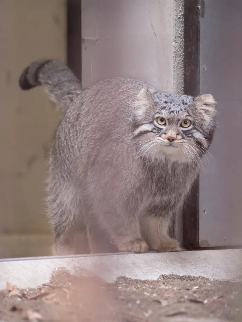 A photograph of Figa in Nogeyama Zoo