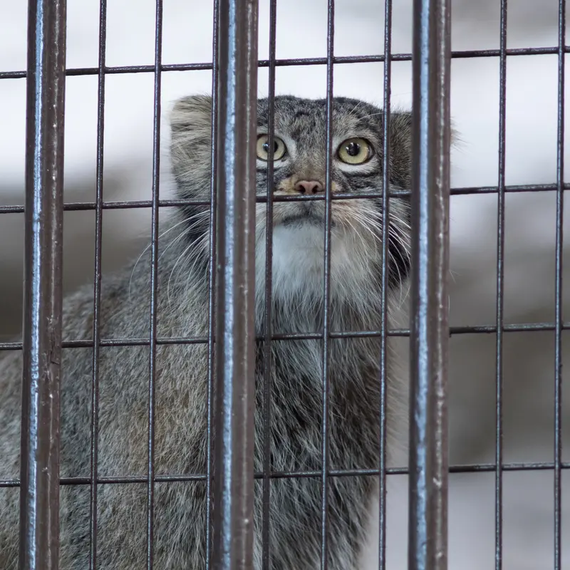 A photograph of Figa in Nogeyama Zoo