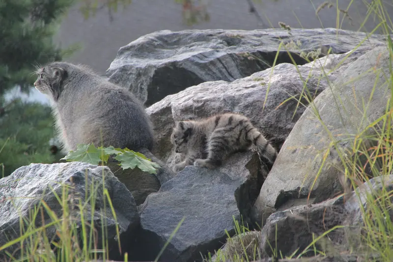 A photograph of Mimi and Daughter of Mimi b.2026 Ⅱ in Korkeasaari Zoo