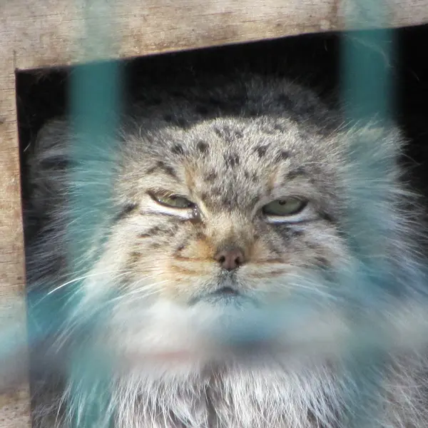 A photograph of Manuela in Magdeburg Zoo