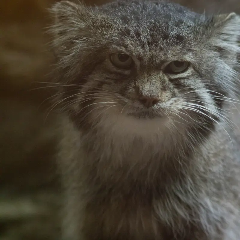 A photograph of Klyon in Ueno Zoological Gardens