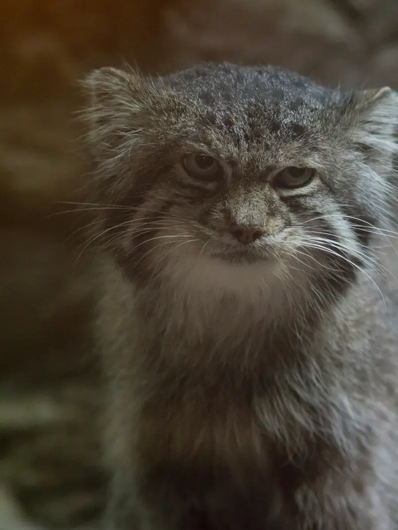 A photograph of Klyon in Ueno Zoological Gardens