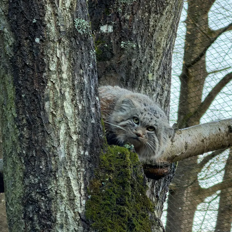 A photograph of Altai in Tregomeur Zoo