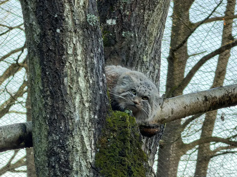 Altai from Trégomeur Zoo sends his fluffy greetings!