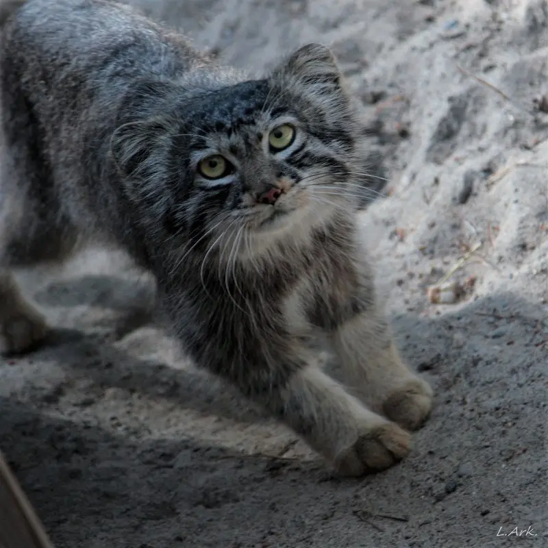A photograph of Bartok in Novosibirsk Zoo
