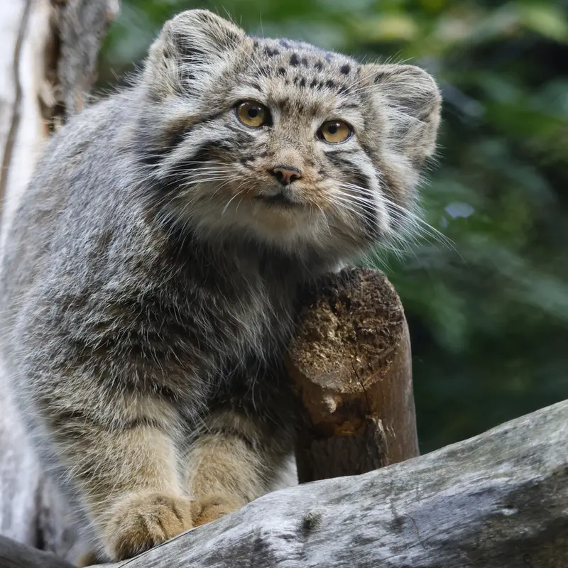 A photograph of Kitten of Eve b.2026 Ⅰ in Novosibirsk Zoo