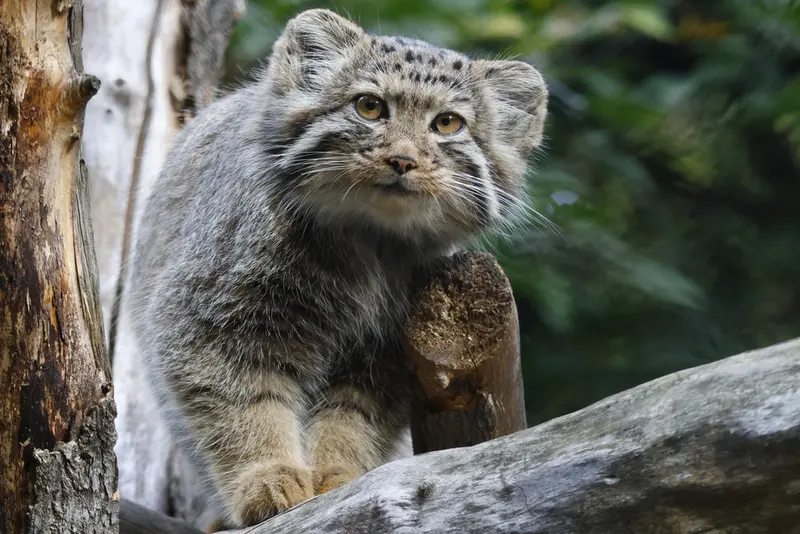A photograph of a Pallas's cat in Novosibirsk Zoo