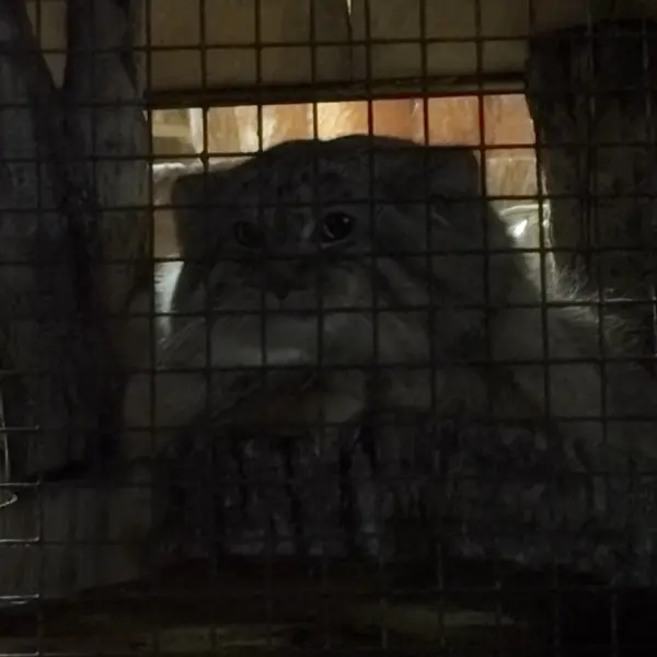 A photograph of Shu in Leningrad zoo