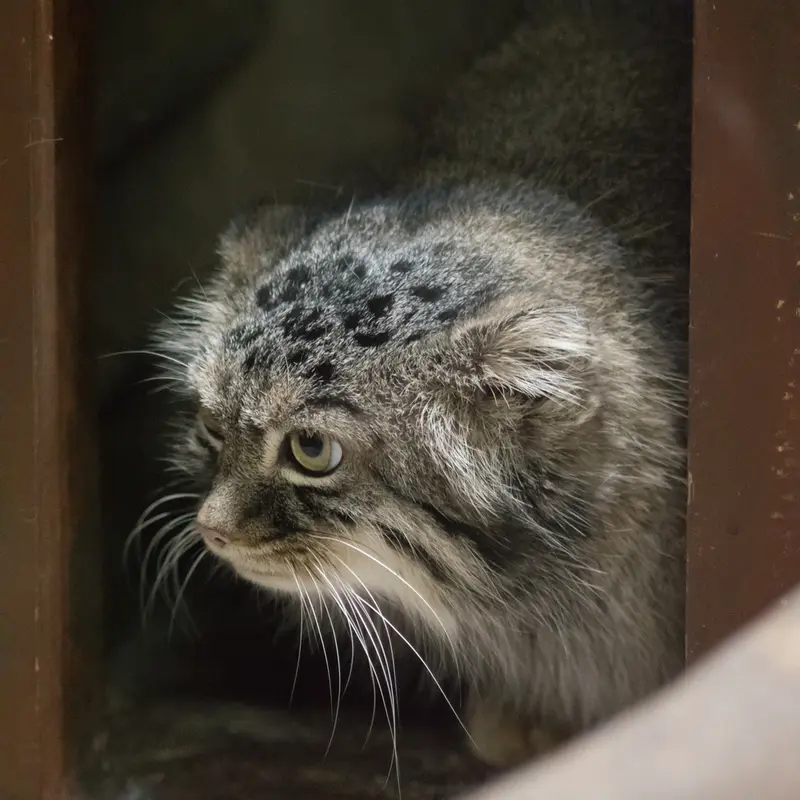 A photograph of Shafran in Ueno Zoological Gardens