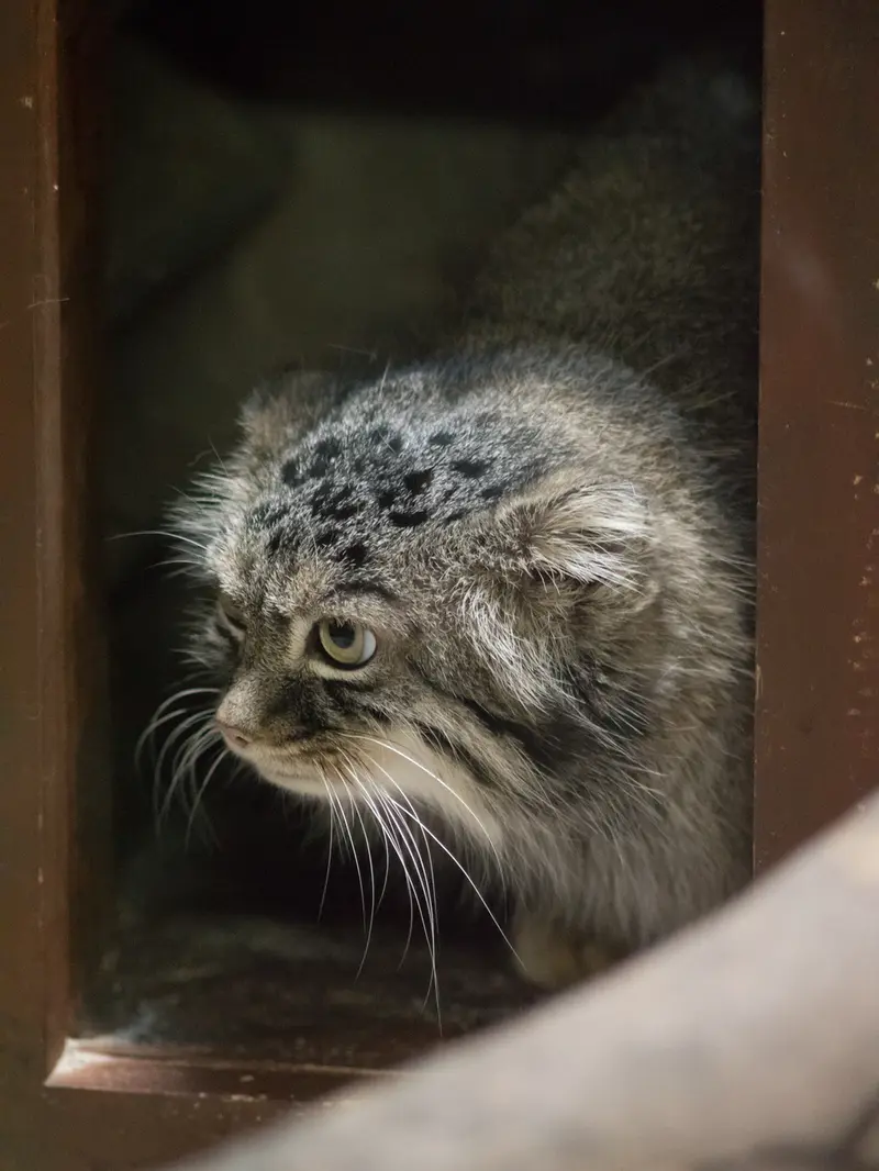 A photograph of Shafran in Ueno Zoological Gardens