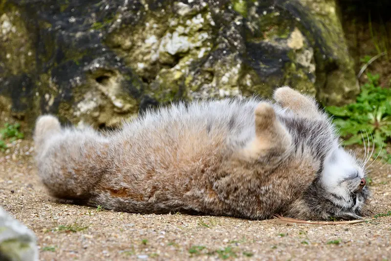 A photograph of Namuu in Port Lympne Wild Animal Park
