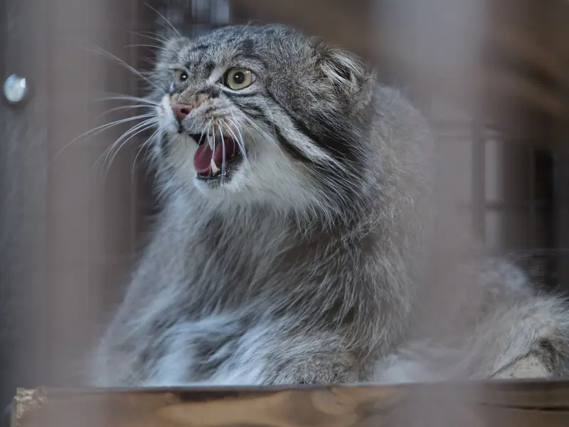 A photograph of Figa in Nogeyama Zoo