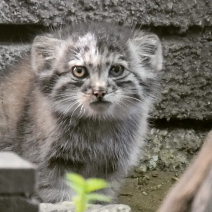 A photograph of Kitten of Lucy b. 2026 Ⅰ in Budapest Zoo & Botanical Garden