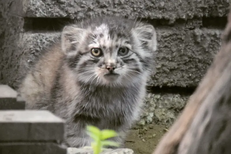A photograph of Kitten of Lucy b. 2026 Ⅰ in Budapest Zoo & Botanical Garden
