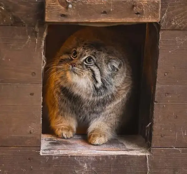 A photograph of a Pallas's cat