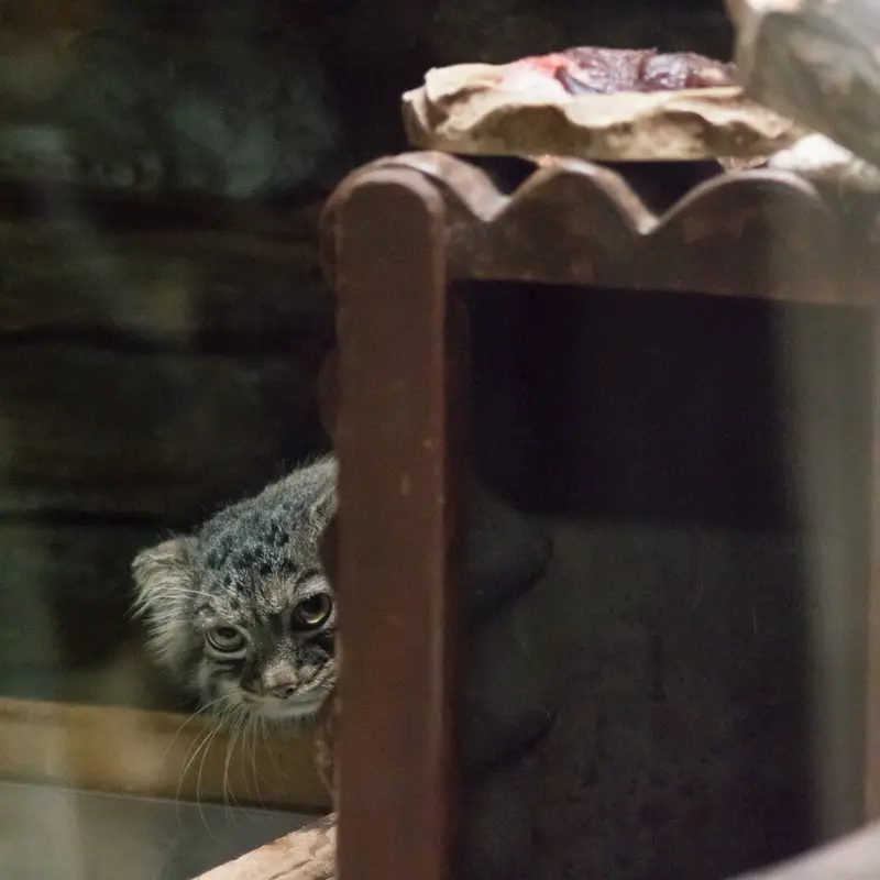 A photograph of Shafran in Ueno Zoological Gardens