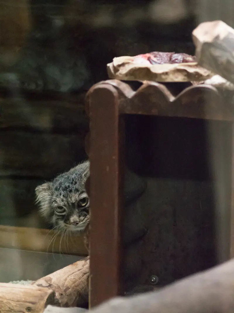 A photograph of Shafran in Ueno Zoological Gardens