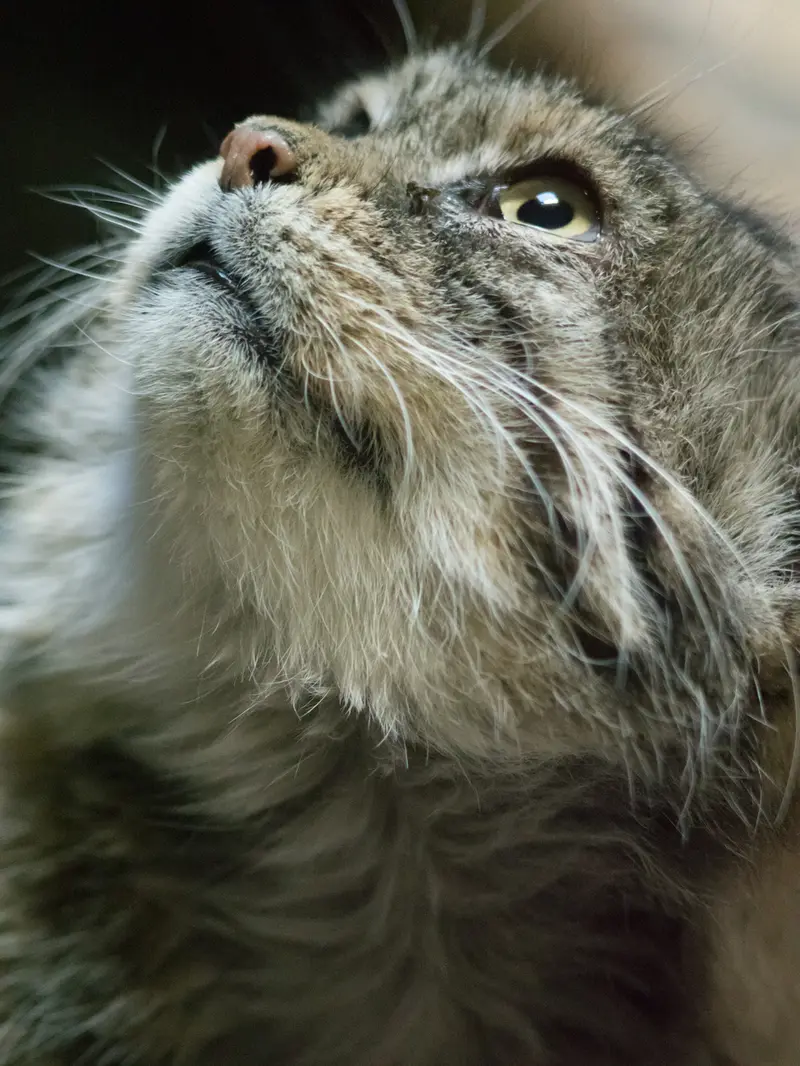 A photograph of Primula in Ueno Zoological Gardens