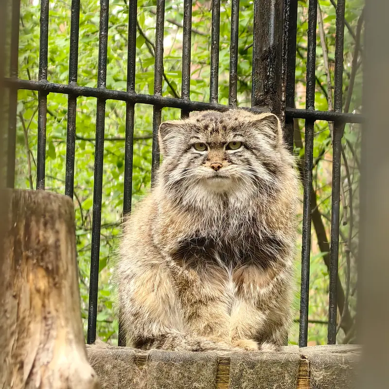 A photograph of Sylvester in Novosibirsk Zoo