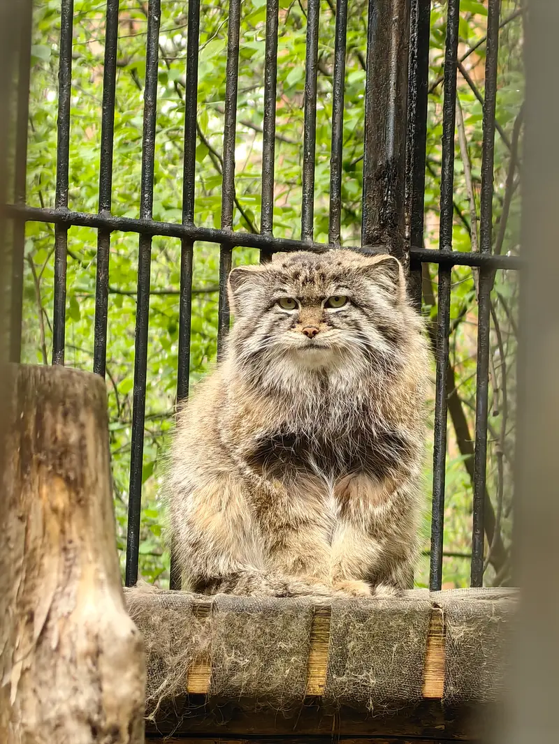 A photograph of Sylvester in Novosibirsk Zoo