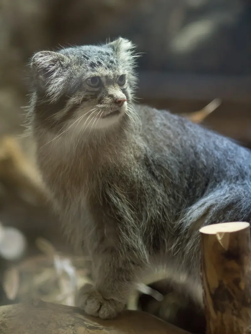 A photograph of Klyon in Ueno Zoological Gardens