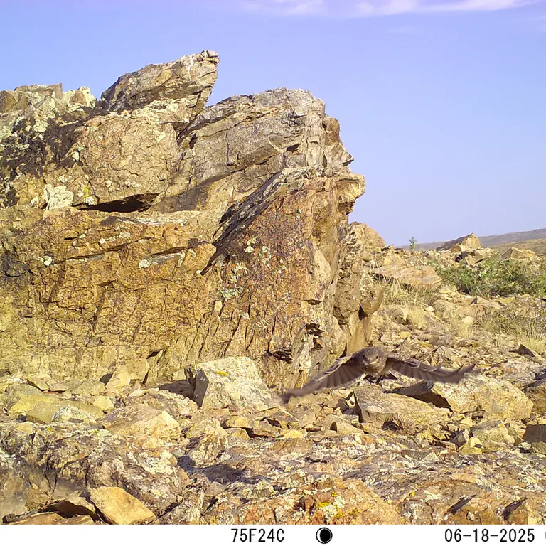 A photograph of a Pallas's cat from Karashoky [new] camera trap