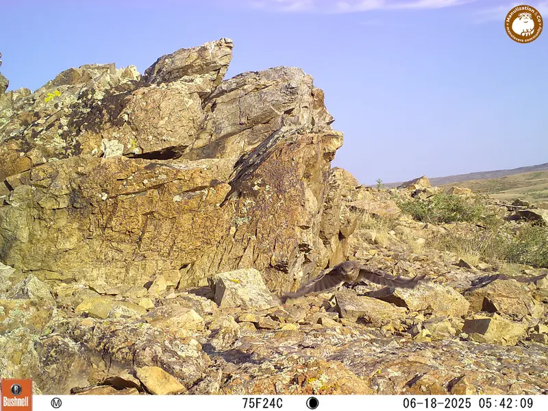 A photograph of a Pallas's cat from Karashoky [new] camera trap