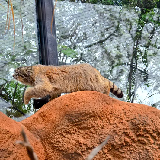 A photograph of Spay in Prague Zoo