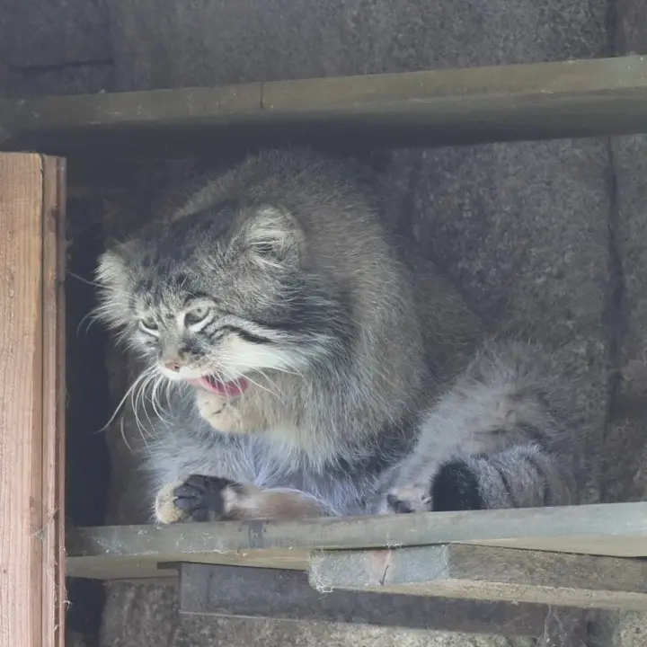 A photograph of a Pallas's cat in Moscow zoo