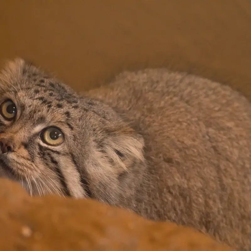 A photograph of Lotos in Saitama Children's Zoo
