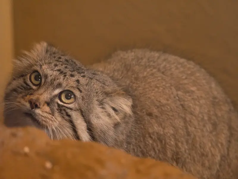 A photograph of Lotos in Saitama Children's Zoo