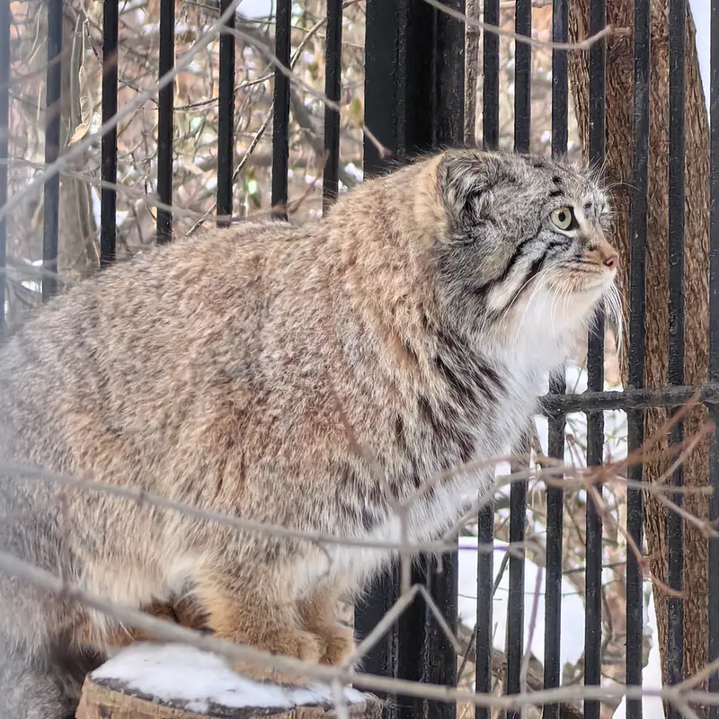 A photograph of Son of  Eve 2024 Ⅳ in Novosibirsk Zoo
