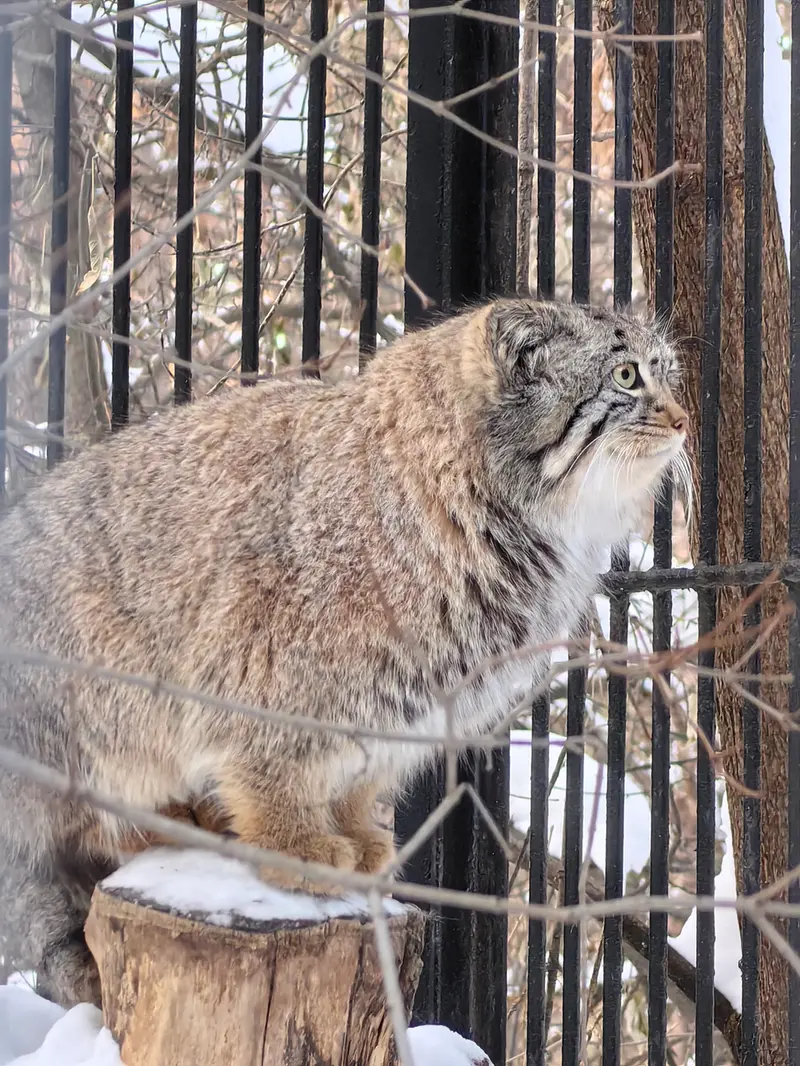 A photograph of Son of  Eve 2024 Ⅳ in Novosibirsk Zoo