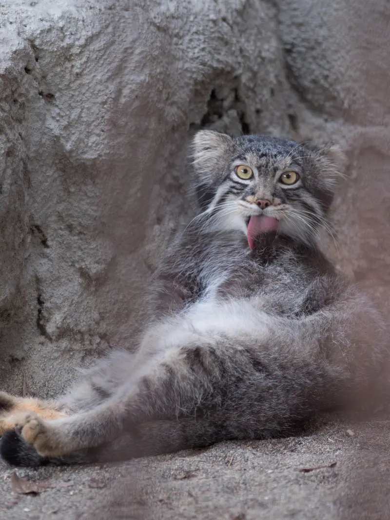 A photograph of Figa in Nogeyama Zoo