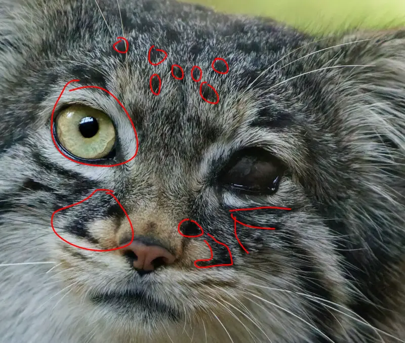 A photograph of a Pallas's cat