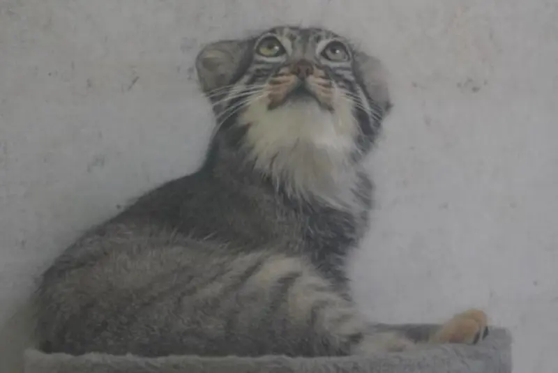 A photograph of Sun Daniang in Qinghai-Tibet Plateau Wildlife Zoo