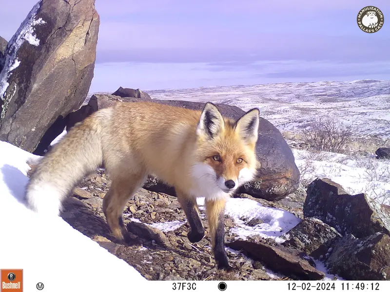 A photograph of Red fox from Koshkar camera trap
