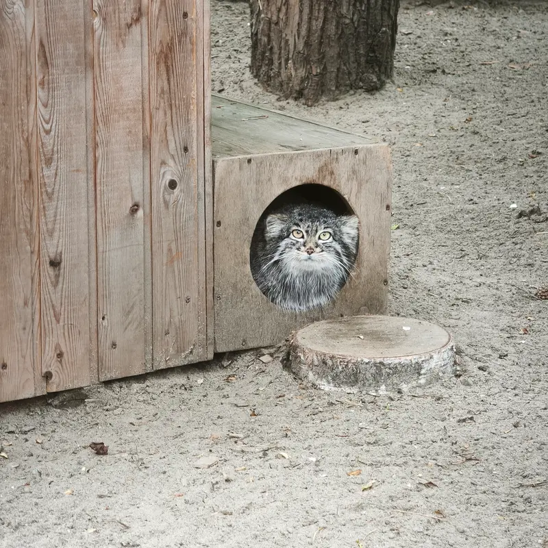 A photograph of Katun in Novosibirsk Zoo