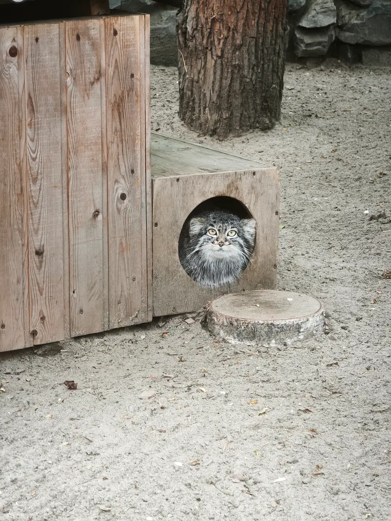 A photograph of Katun in Novosibirsk Zoo