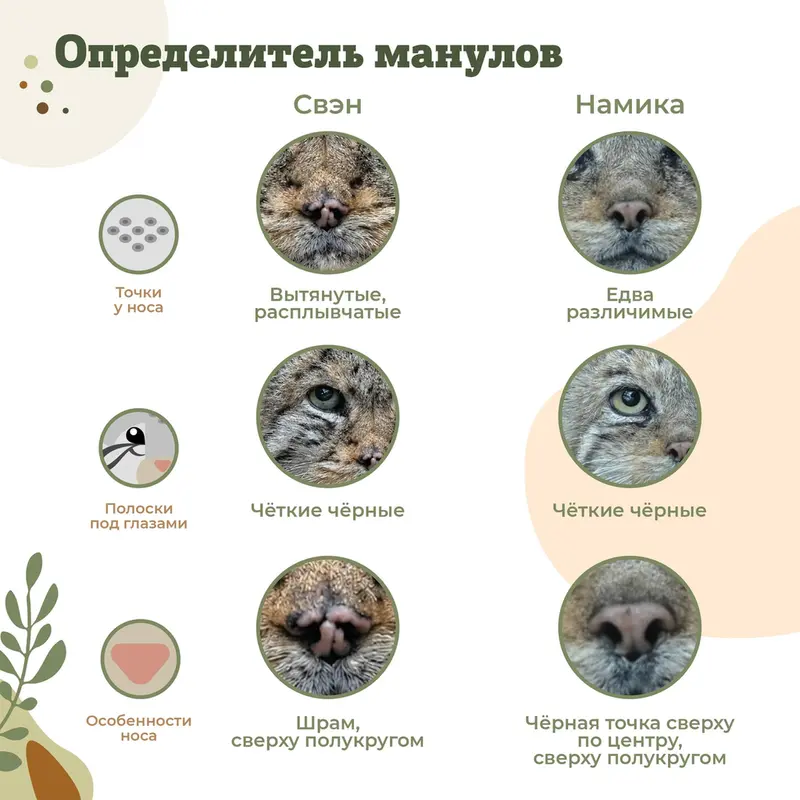 A photograph of a Pallas's cat