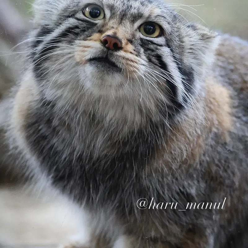 A photograph of Nagomu in Nasu Animal Kingdom