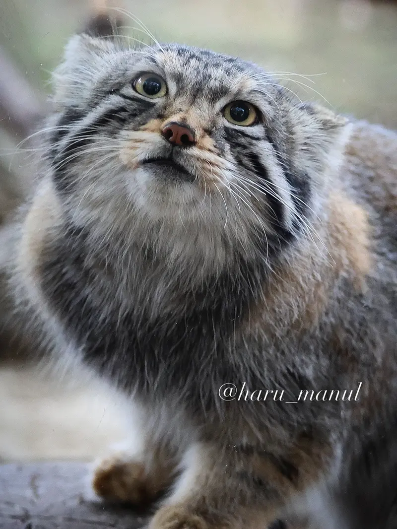 A photograph of Nagomu in Nasu Animal Kingdom