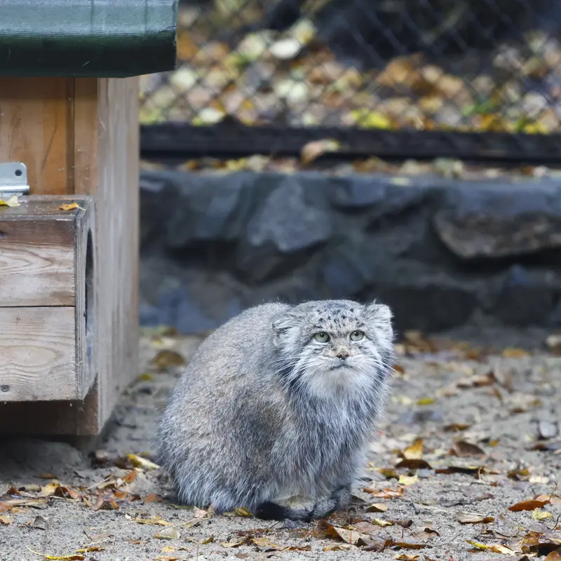 A photograph of Mia in Novosibirsk Zoo