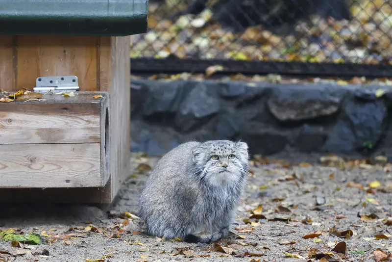 A photograph of Mia in Novosibirsk Zoo