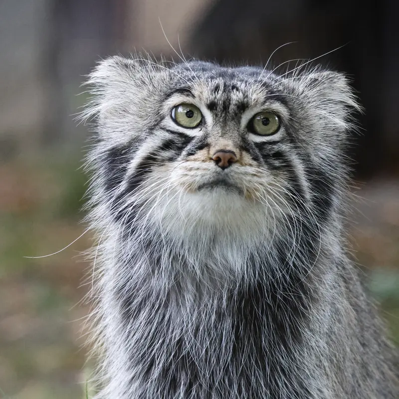 A photograph of a Pallas's cat
