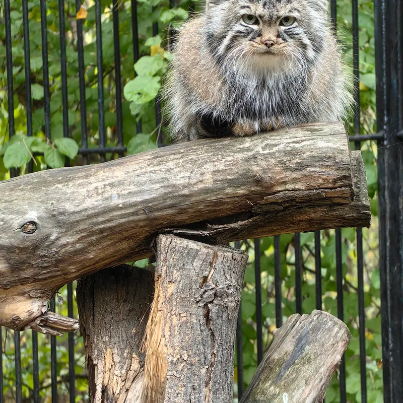 A photograph of Gabi in Novosibirsk Zoo