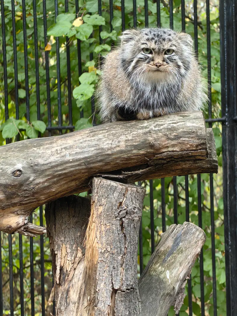 A photograph of Gabi in Novosibirsk Zoo